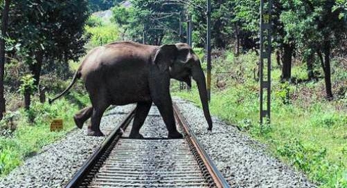  IIT-D-built sensor could prevent elephant deaths on railway tracks 