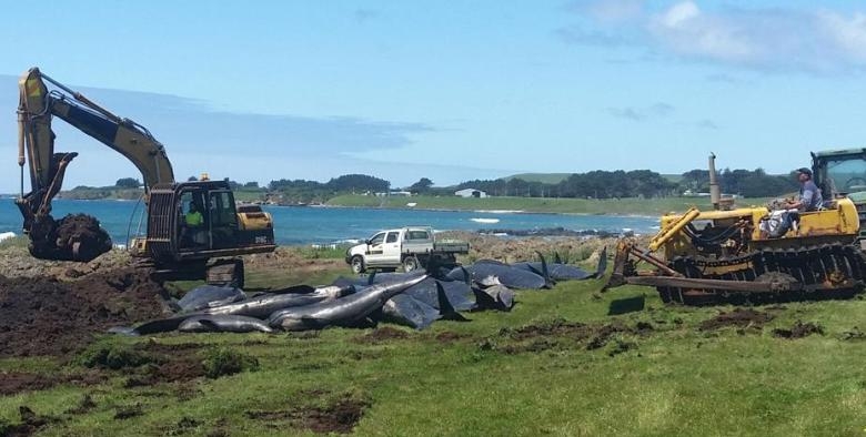  51 whales die after mass stranding off New Zealand 