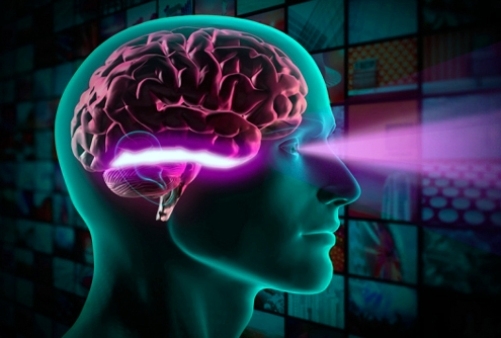  China aims at detailed 3D map of human brain 