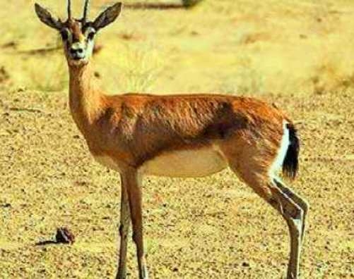  Deer in Thar Desert fall prey to domestic dogs 