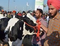 Holstein Friesian cow breed wins the beauty contest in Punjab