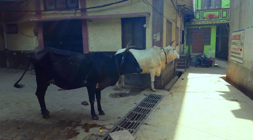  Stray cattle a lurking menace in Sri Krishna land 