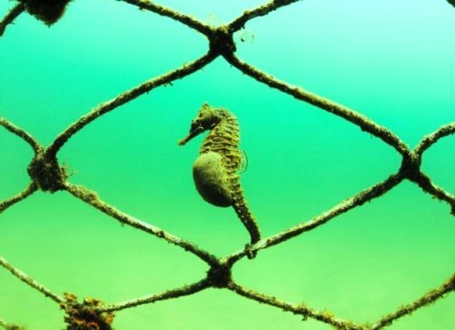  Endangered seahorse species found in Australia 