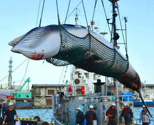 Australia opposes Japan's plan to resume commercial whaling 