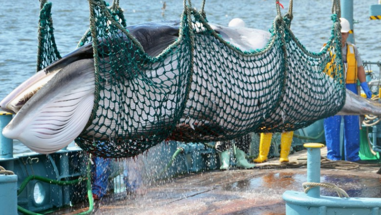  Japan to resume commercial whaling from July 2019 