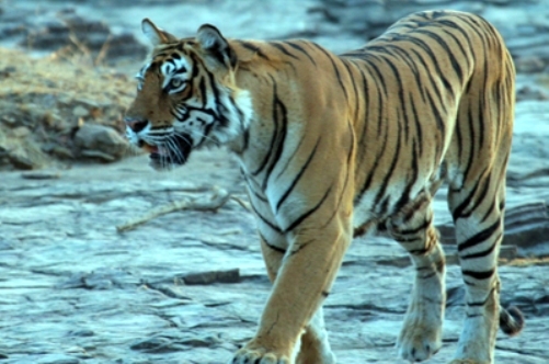  Engage with urban population to save tigers in Asia: Study 