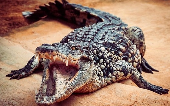 Woman mauled to death by crocodile in Indonesia