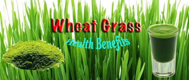 Health benefits of wheatgrass 