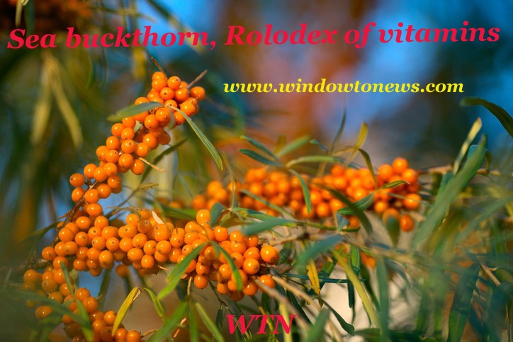 Sea buckthorn, Rolodex of vitamins 
