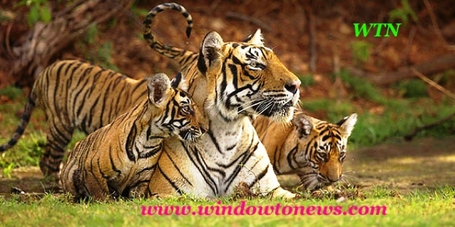 Tiger, the most important asset of nature in peril
