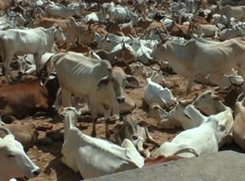 Chief Minister Kamal Nath's major decision; One thousand cowsheds to open in the next four months in the state