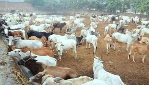 गौशालाएं खोलने मध्य प्रदेश की कमलनाथ सरकार लगा सकती है गाय टैक्स!