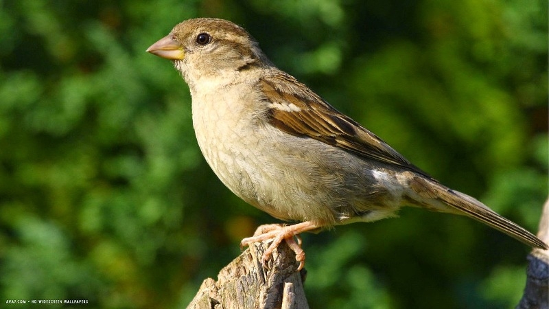Bird Walk at IGRMS