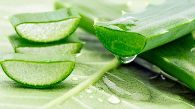 Aloe Vera – an elixir of good life 	