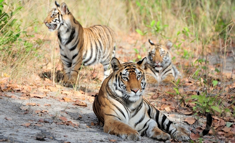 On tiger trail to Ranthambore 