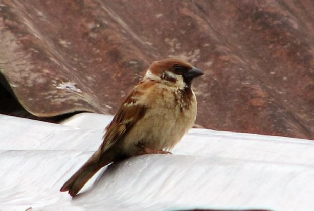 World Sparrow Day 2019: Save sparrow before it’s too late 