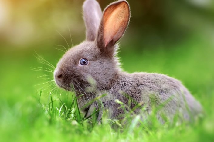 Rabbits and parrots can see behind without moving their heads!