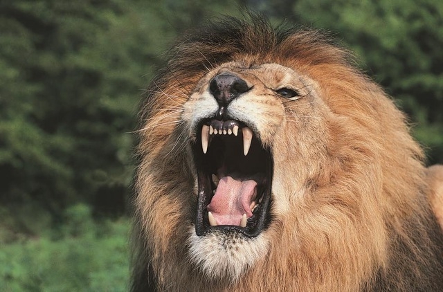 A lion’s roar can be heard from nearly 8 KM away!