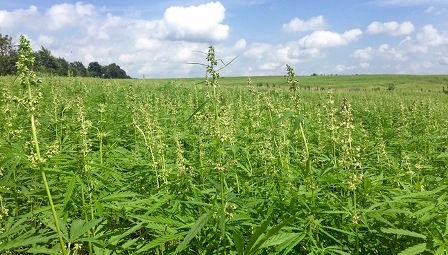 ​Hemp the magical plant for every solution 