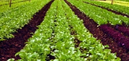 Organic farming needs impetus