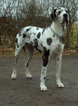 Know about the dangerous dogs of the world which can take the life of a human being!