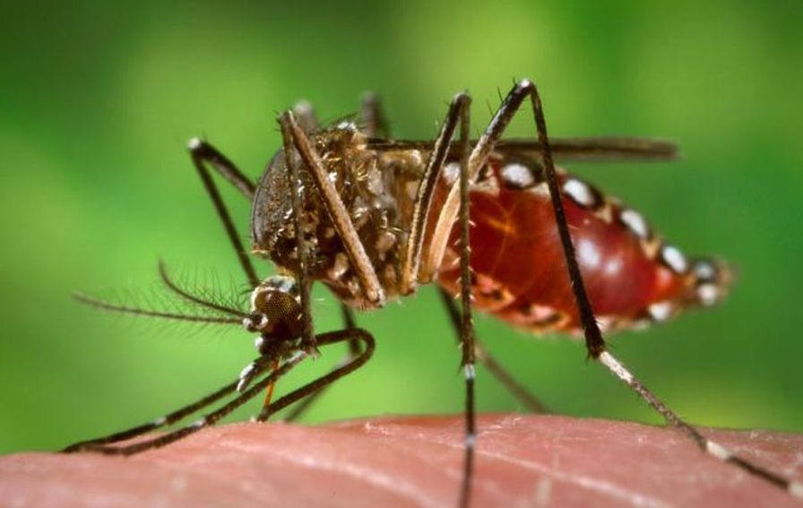 Dengue season and the beginning of fear 