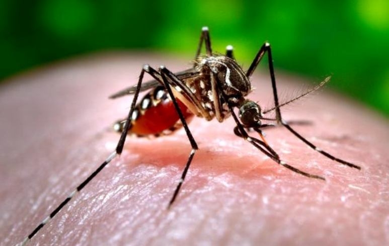 Mosquito-borne diseases a big burden for India