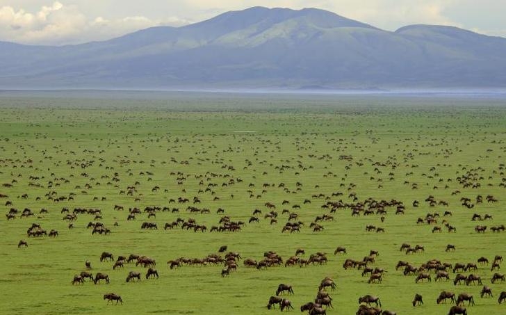 Reasons why you should plan your tour to 'Serengeti'