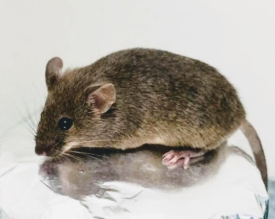 Do not be afraid; Hantavirus does not spread through human contact