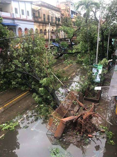 Kolkata gets poorer by 10,000 trees 