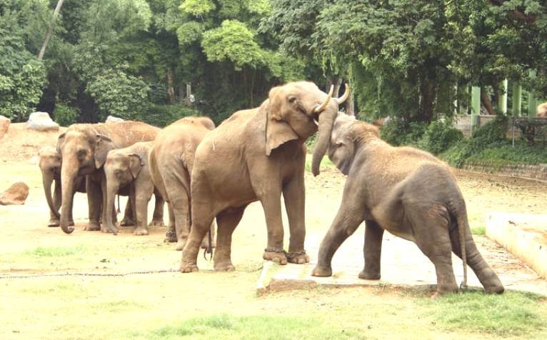 Lockdown, a breather for zoo inmates 