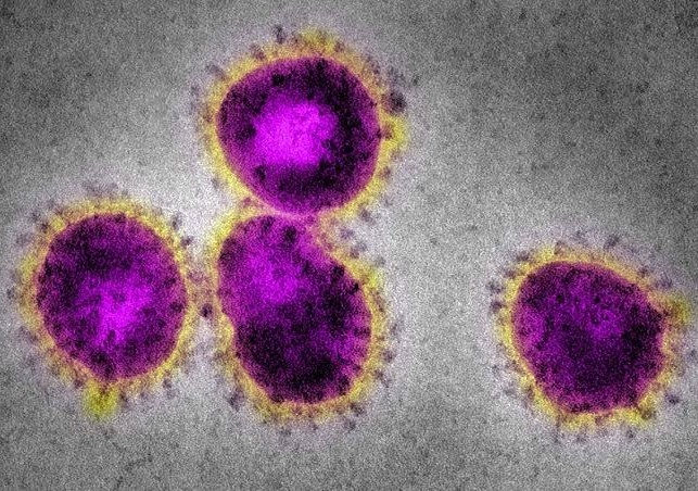 T-cells present in the blood to protect you from the Coronavirus infection!