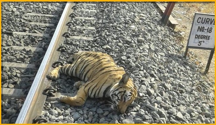 Tiger dies after collision with a Train