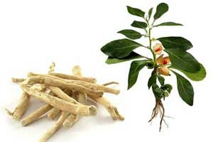 Ashwagandha: Boon For Neurodegenerative Conditions