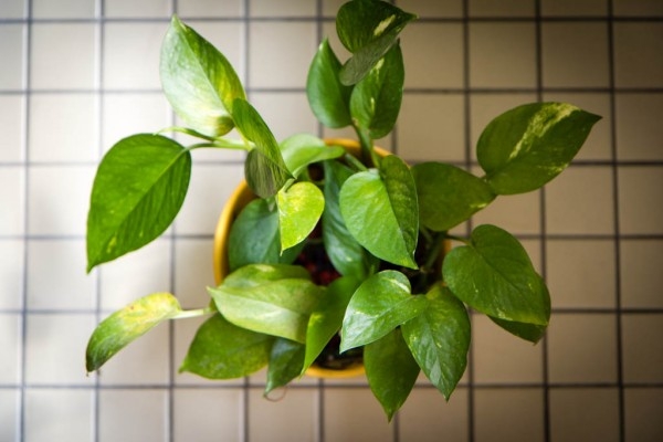 Prosper with money plants