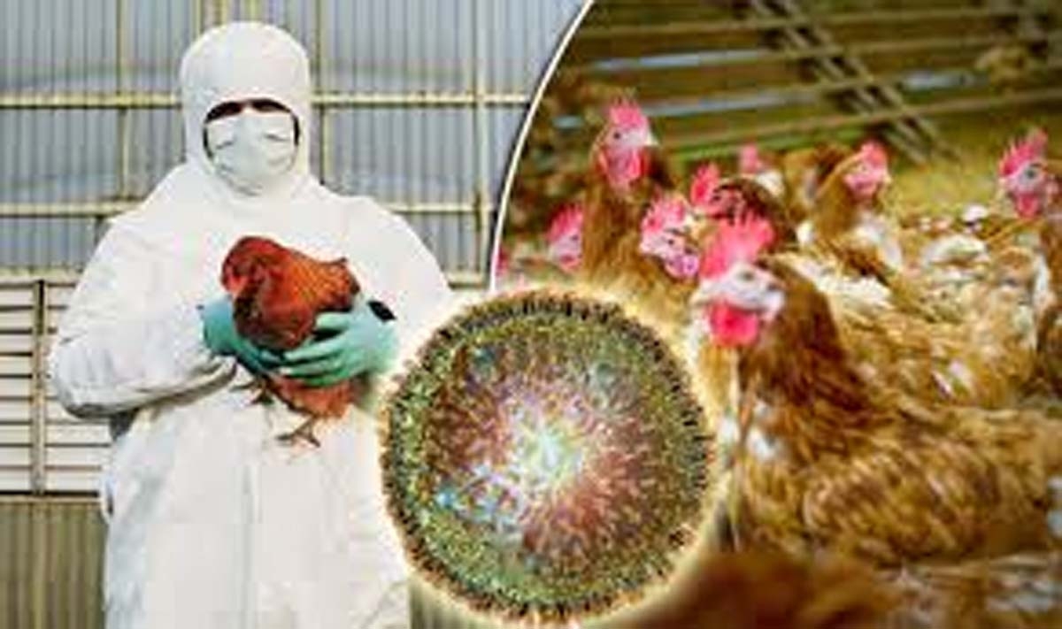 Is it safe to eat chicken or eggs amid Bird Flu? Read to know what WHO says 