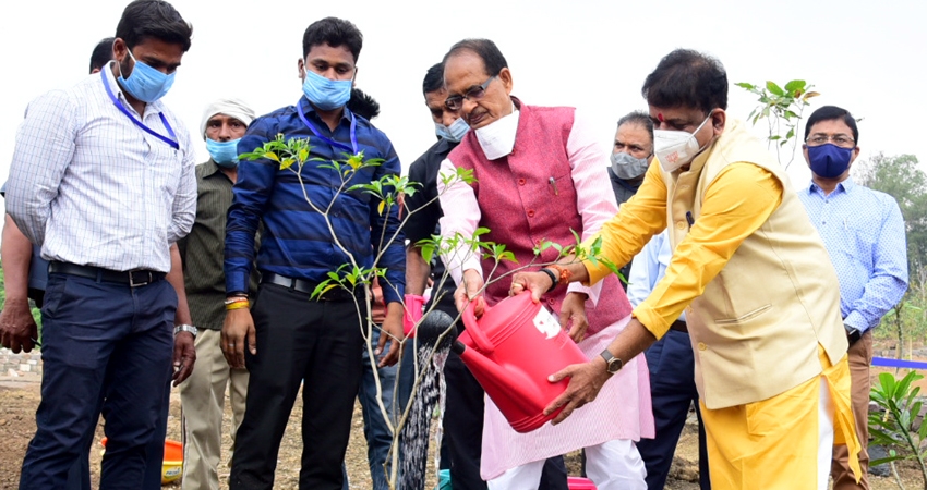 Chief Minister Chouhan plants Chandni sapling