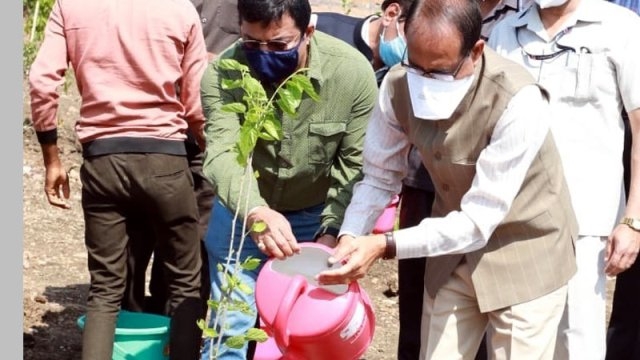 Chief Minister  Chouhan plants Parijat sapling  