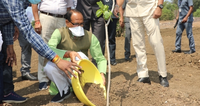 CM Chouhan plants almond sapling