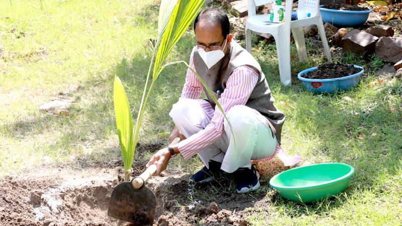 CM Chouhan plants coconut sapling on Tuesday  