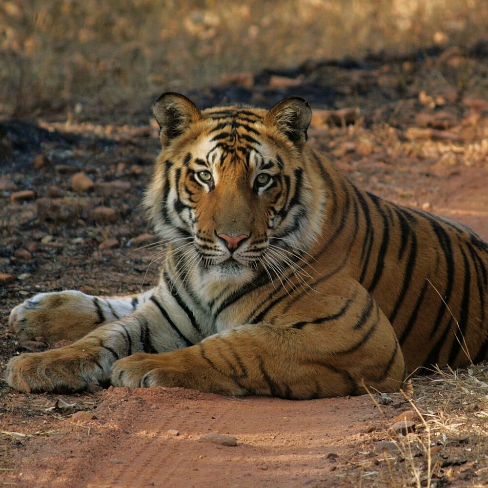 Madhya Pradesh has the proud and responsible crown of Tiger State