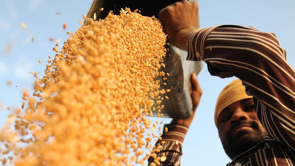  Wheat arrival in Haryana nearly 70 lakh tonnes 