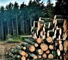 Deforestation threatens lots of animals with extinction: Study 
