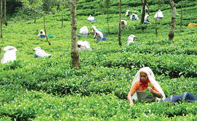  Government appoints chiefs of tea, coffee board 