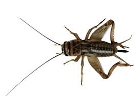  Edible insects may help cut harmful emissions: Study 