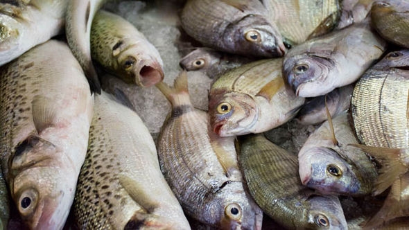  Mother s oily fish intake may cut kids  diabetes risk 