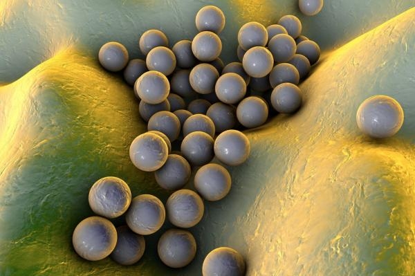  MRSA blood infections less fatal in children: Study 