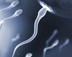  New testicle repair cells may offer fertility hope 