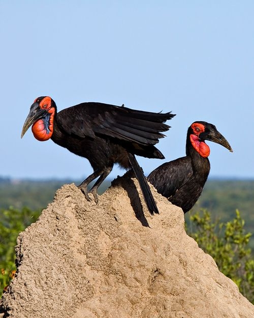  Red-tape grounds flight of highly-endangered vultures 