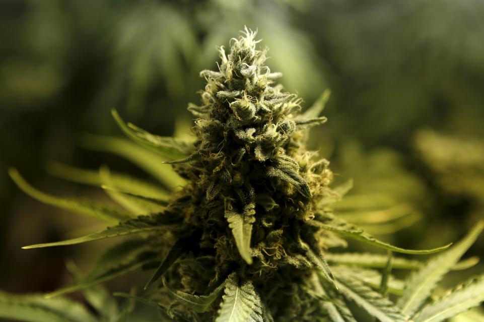  Marijuana compound may help reverse memory loss 